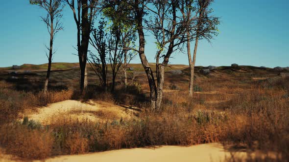 Natural Area with a Tree Grasses and Bare Sand alt