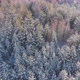 Frozen Forest - VideoHive Item for Sale