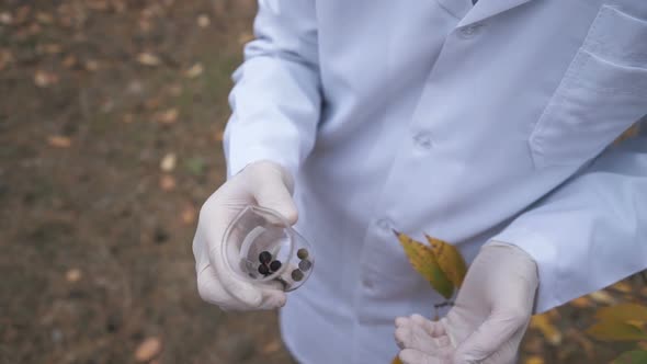 In the Forest, an Ecologist Takes Samples of Plants and Puts Them in a Test Tube