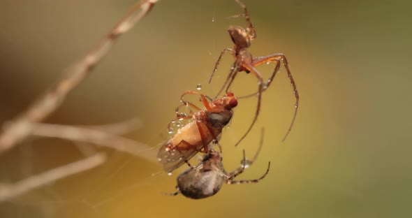 Close Up Macro Shot of a Two Spiders Fight for the Captured Victim