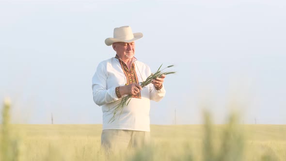 In the Middle of a Wheat Field a Peasant in an Embroidered Jacket is Holding Ears of Wheat