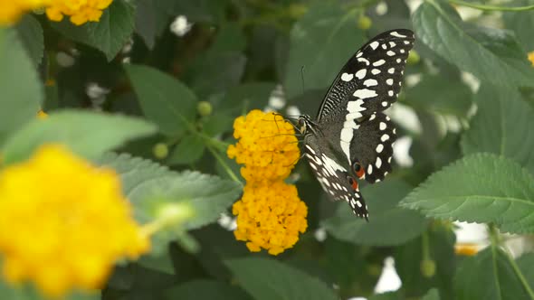 Pretty Papilio demodocus Butterfly sitting on yellow flower and drinking nectar - macro footage