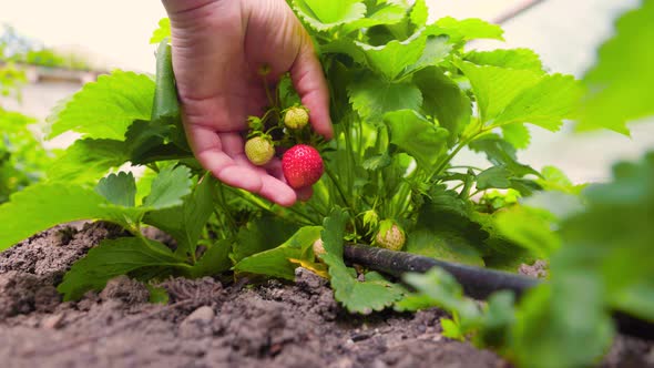 Crop Farmer Checking Strawberry Plant