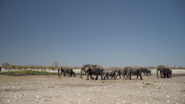 Heard of Elephants in Etosha National Park, Namibia