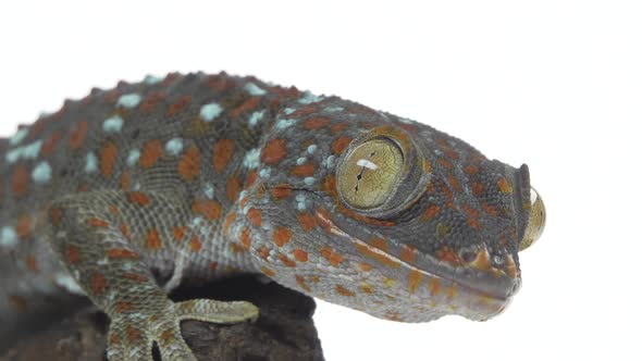 Tokay Gecko - Gekko Gecko on Wooden Snag in White Background. Close Up