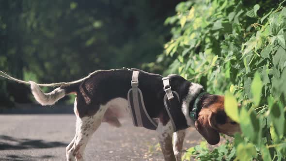 Dog walking on forest trail sniffing green plants in the summer slowmo