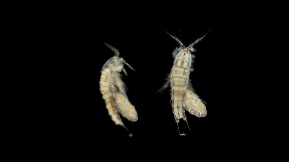 Copepod Crustacean Zooplacton Under a Microscope