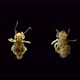 Insect Collembola Under the Microscope, Symphypleona Order, Is a Subclass of Arthropoda, Lives in - VideoHive Item for Sale