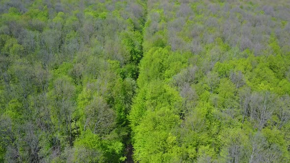 Green Forrest from Above