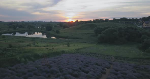 Rural landscape with lavender bushes