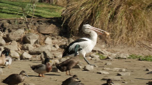 Large white pelican picks up a bread roll in its beak andes towards the water of a pond. The water b