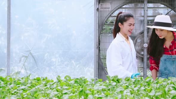 handheld two asian female Hydroculture Specialist Studying Root Structure of Lettuce greenhouse