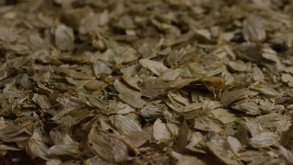 Rotating shot of barley and other beer brewing ingredients - BEER BREWING