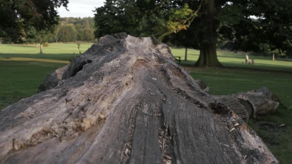 Old dead fallen rotting  tree in park