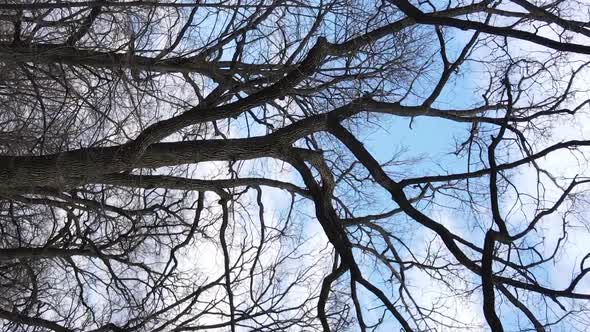 Vertical Video of the Forest with Trees Without Leaves