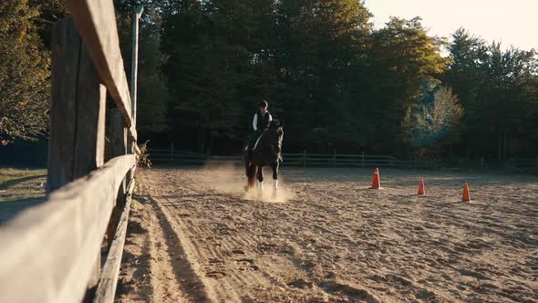 Large black percheron/canadian horse walks towards the camera in an outdoor sand arena with a female