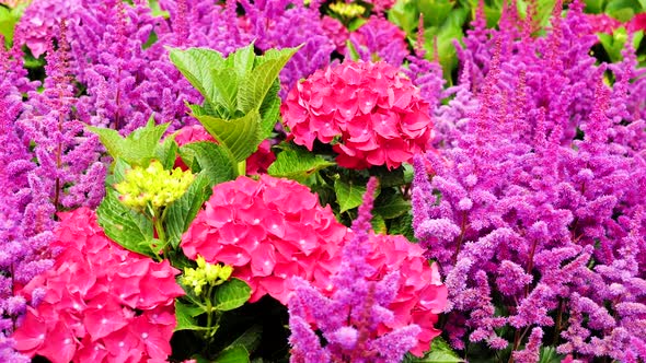 Flowering Red And Purple Flowers 