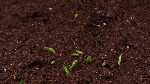 Growing Plants in Spring Timelapse