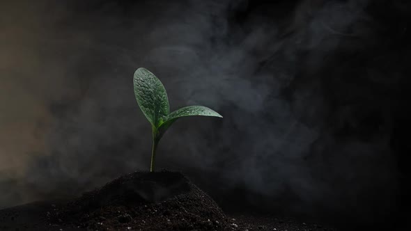 Zucchini Sprout in Fog on a Black Background