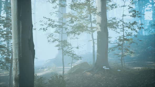 Panorama of Green Forest at Cold Foggy Morning