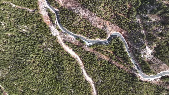 Road in the forest high in the mountains