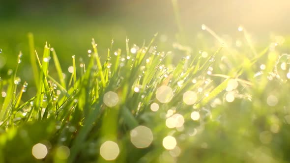 Grass and water drops macro background and sun rays in the summer garden