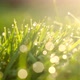 Grass and water drops macro background and sun rays in the summer garden - VideoHive Item for Sale