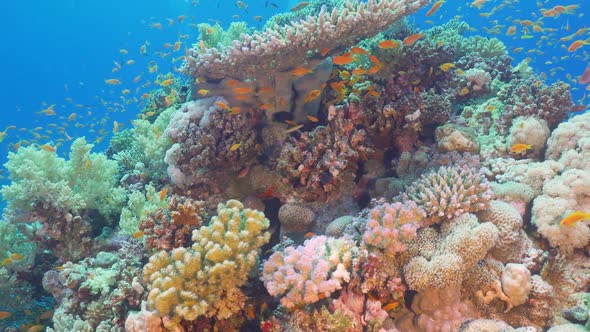 Tropical Fish on Vibrant Coral Reef