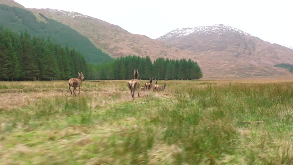 A Herd of Red Deer Hinds Running in the Scottish Highlands in Slow Motion