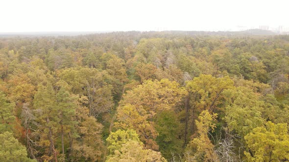 Trees in the Forest on an Autumn Day