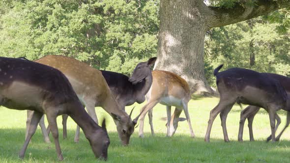 A Herd of Fallow Deer Grazes in a Meadow By a Forest on a Sunny Day