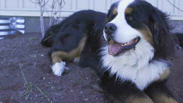 UHD An adult Burnese Mountain Dog lies in a shaded garden with some dirt in his fur