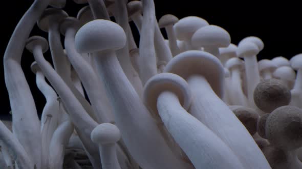 Macro Shot of Champignons Stand in a Row of Mushrooms