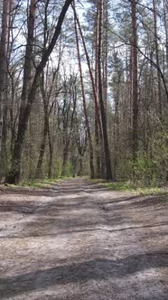 Vertical Video of a Road in the Forest