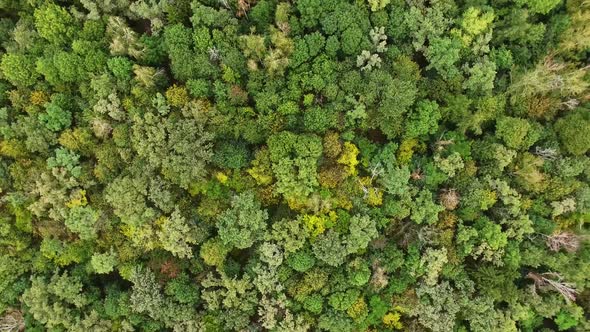 Many Green Trees In Forest