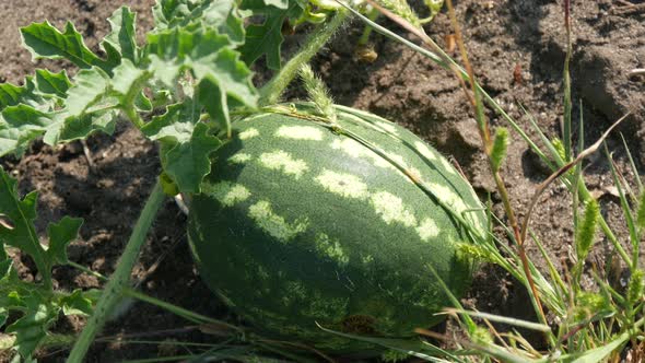 Ripe Young Watermelon on a Field in Green Foliage