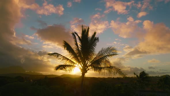 Silhouette of Scenic Palm Tree Top Canopy Swaying on Wind Dramatic Morning Sky