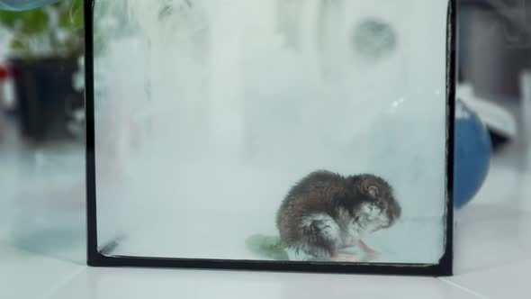 Closeup of Lab Mouse in Smoke in Glass Container