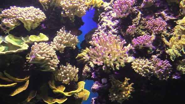 Fishes of Sea Aquarium with Anemone