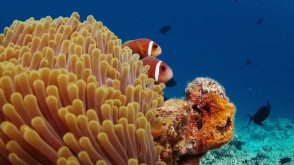 Sea Anemones and Clownfish