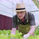 Caucasian male business owner observes about growing organic arugula on hydroponics farm - VideoHive Item for Sale