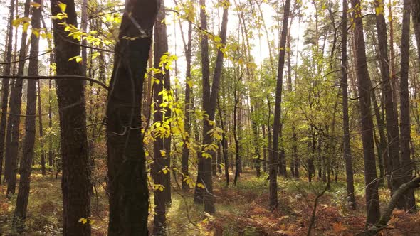 Trees in the Forest on an Autumn Day