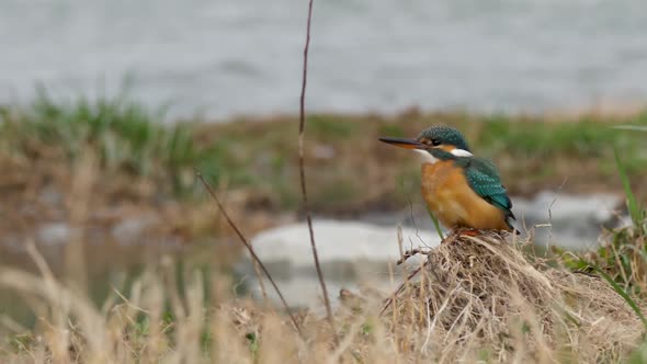 Eurasian Kingfisher or Alcedo Atthis