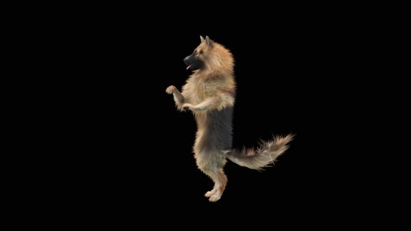 Dog Dance HD