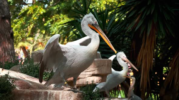 Dalmatian Pelican (Pelecanus Crispus