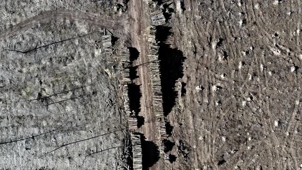 Top view of deforestation, destroyed forest after hurricane