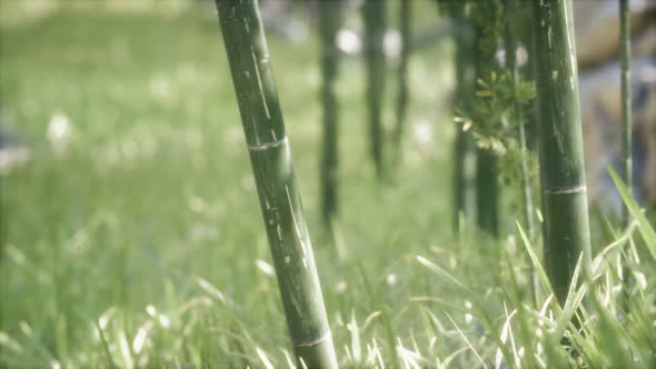 Green Bamboo Trees Forest Background