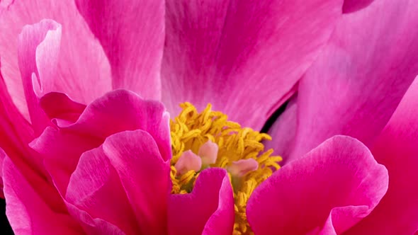 Beautiful Pink Peony Background