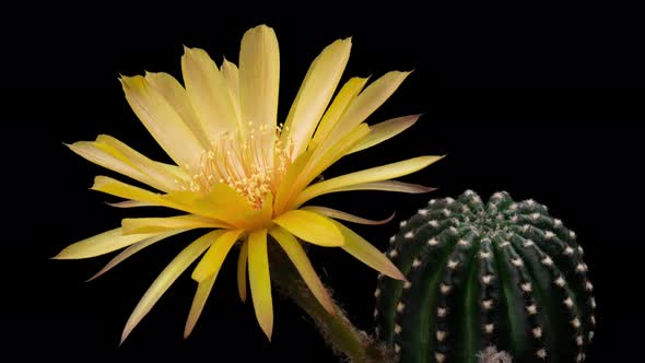 Yellow Colorful Flower Timelapse of Blooming Cactus Opening