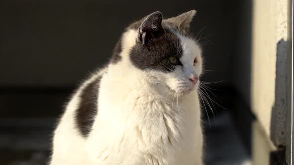 Cute Cat Looking And Sitting On Winter Day